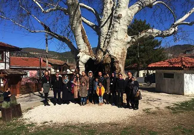Adapazarı Tarihi Çınar Ağacı